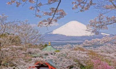 O Festival das Cerejeiras de Gotemba