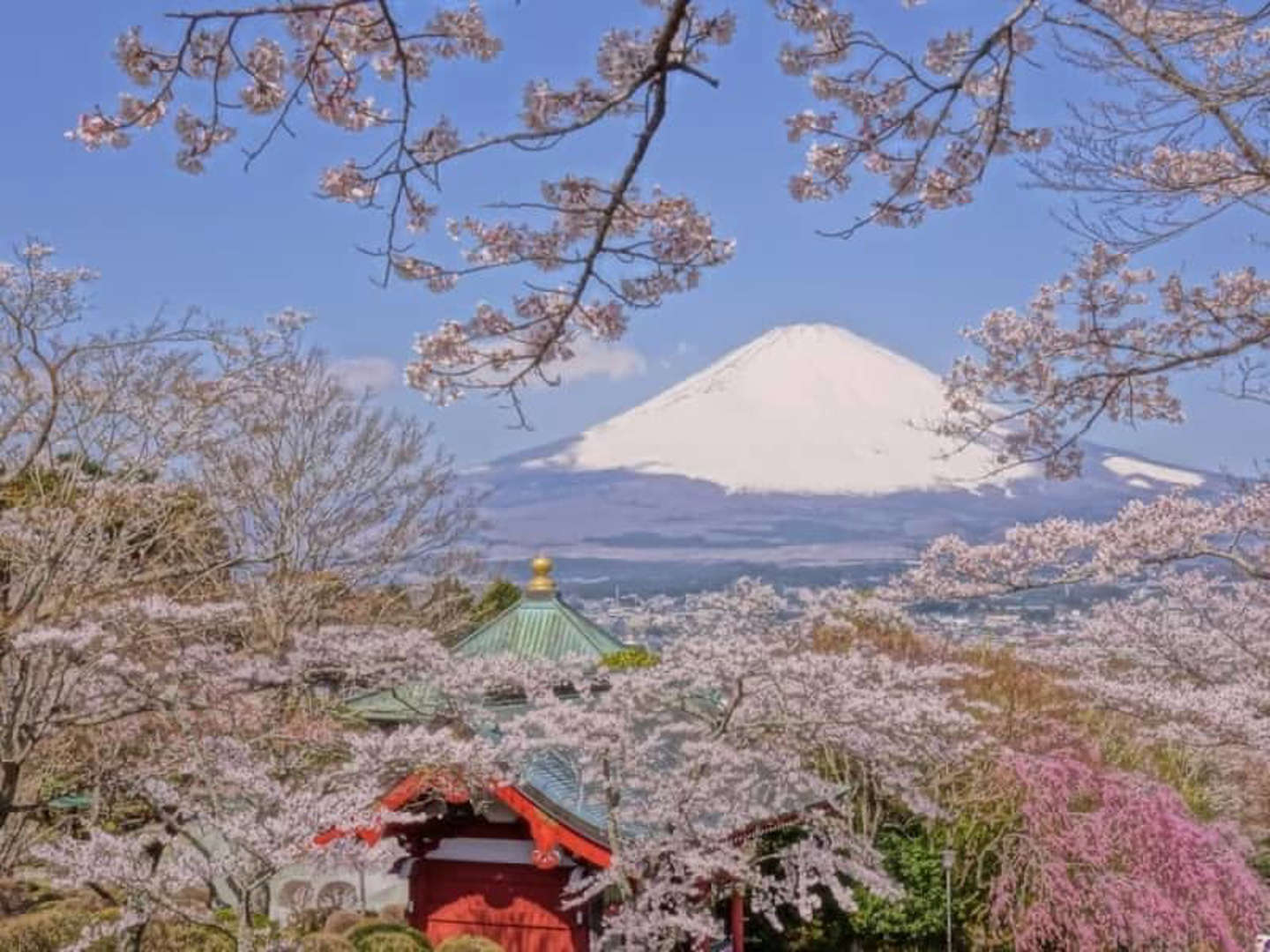 O Festival das Cerejeiras de Gotemba