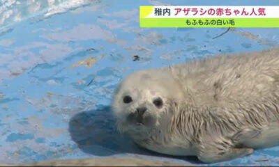 foca