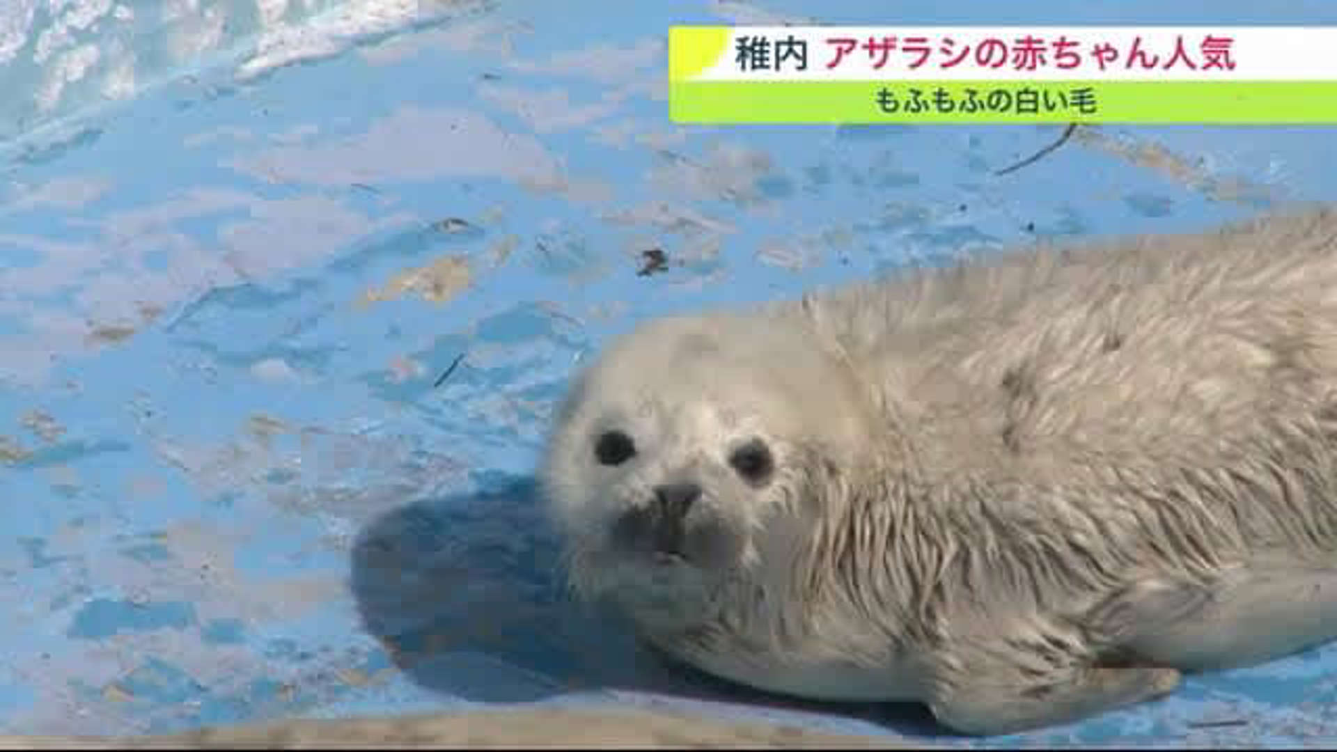 foca